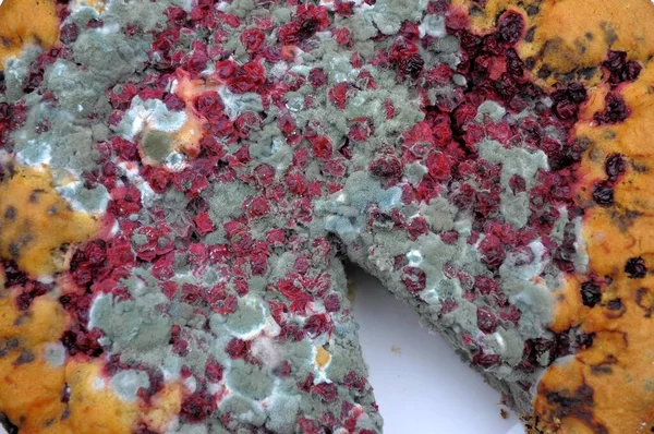 Mould Mouldy Johanissberry Cake Spoiled Food Fruit Cake Mould — Stock Photo, Image
