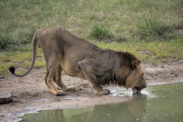African lion (Panthera leo), Kruger National Park, Sabisabi Private Game Reserve, South Africa, adult, male, at waterhole, drinking Lion, Kruger National Park, South Africa Lion, Pant, Africa
