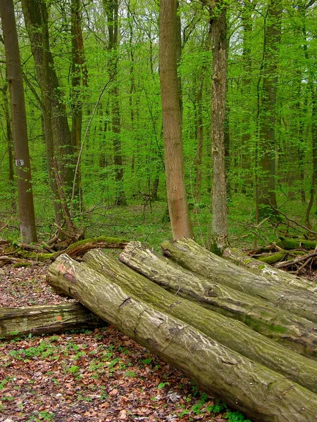 Rundholz Holzlagerung Wald — Stockfoto