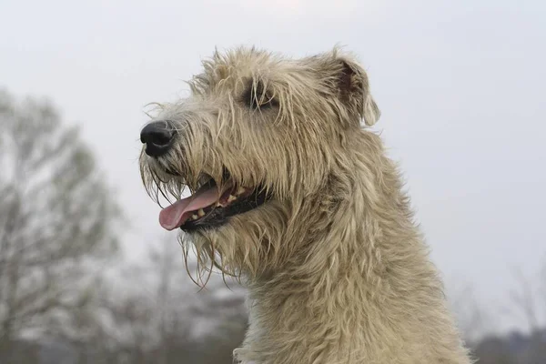 Irish Wolfhound Portret Zdjęcie Głowy — Zdjęcie stockowe