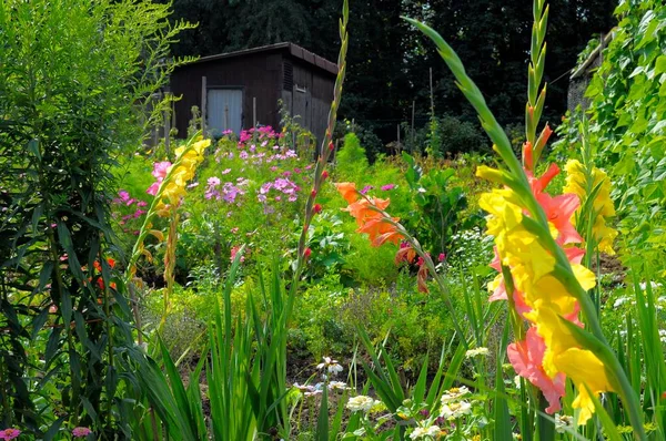Котеджний Сад Вихідних Зображені Різні Багаторічні Квіти Цвітуть Саду — стокове фото