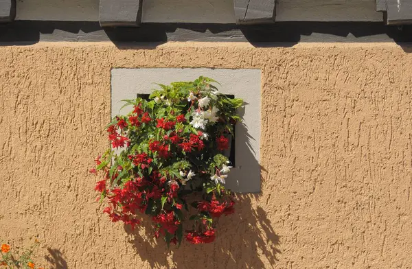 Slopes Begonias Flowering House Wall — Stock Photo, Image