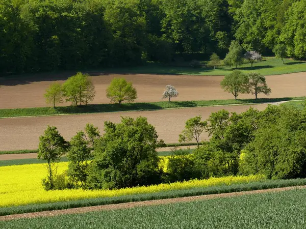 Rapsfelder Rapsfelder Blühen Kraichgau Frühling Landschaft — Stockfoto