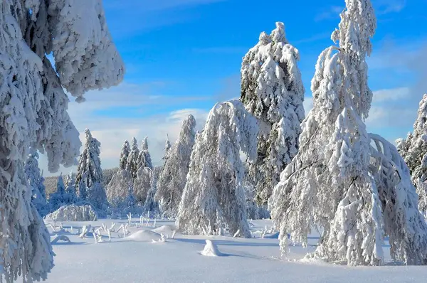 Czarny Las Zimą Las Świerkowy Śnieżny Krajobraz Pokryte Śniegiem Jodły — Zdjęcie stockowe
