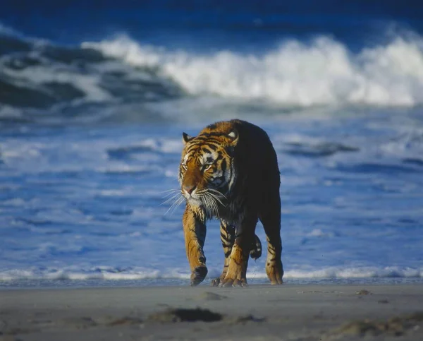 Bengal Kaplanı Panthera Tigris Tigris Sahilde Bengal Kaplanı Olarak Koşar — Stok fotoğraf
