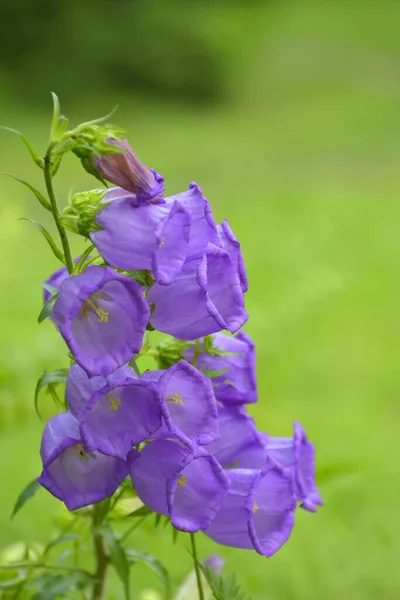 Blue Ladybells Floração Jardim — Fotografia de Stock