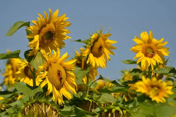 Sunflowers Growing Field Agriculture Concept — Stock Photo, Image