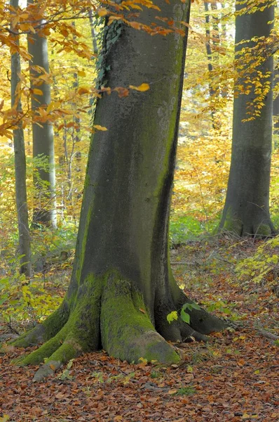 Kolorowa Twierdza Jesienią Piękny Jesienny Las — Zdjęcie stockowe