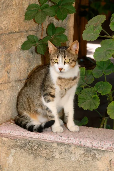 Πορτρέτο Γάτας — Φωτογραφία Αρχείου