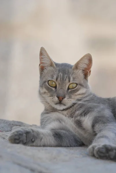Detailní Pohled Roztomilé Domácí Kočka — Stock fotografie
