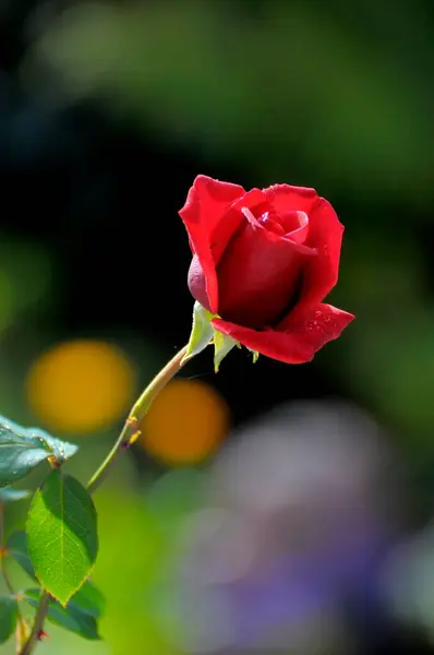 Pojedyncza Czerwona Róża Ogrodzie — Zdjęcie stockowe
