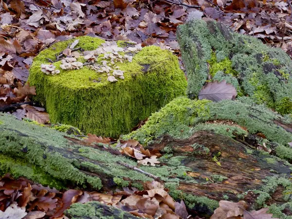 Old Tree Trunk Overgrown Moss Deciduous Forest Tree Stump Fungi — Stock Photo, Image
