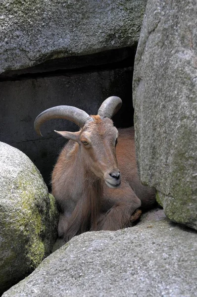 Stuttgart Zoological Botanical Garden Wilhelma Barbary Sheep Ammotragus Lervia Barbary — Stock Photo, Image