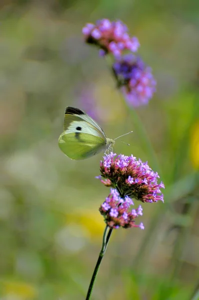 Бабочка Цветке Капуста Белая Бабочка — стоковое фото