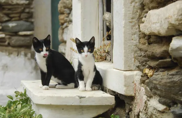 Dwa Młode Kocięta Domowe Dwukolorowe Czarno Białe Siedzące Obok Siebie — Zdjęcie stockowe