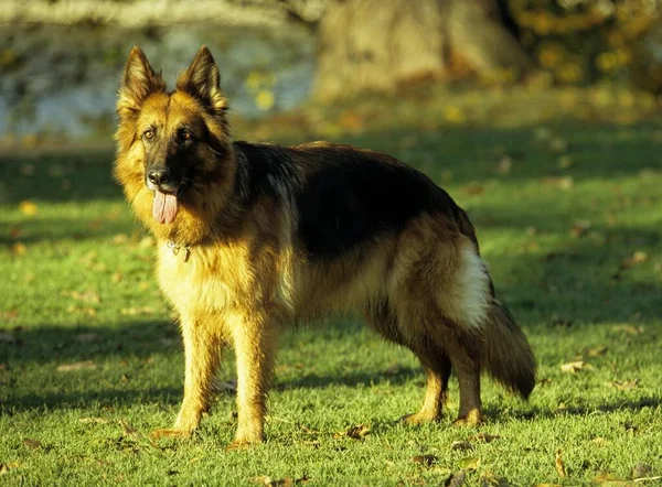 German Shepherd Dog Fci Standard 166 — Fotografia de Stock