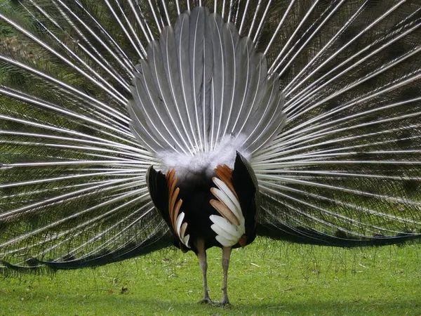 Peacock makes wheel, wheel from behind