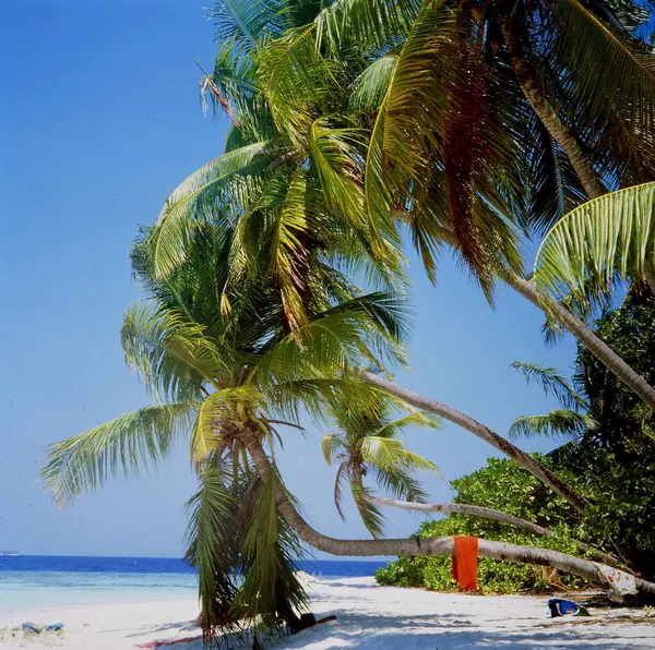 Praia Areia Praia Com Plamen Maldivas Oceano Índico — Fotografia de Stock