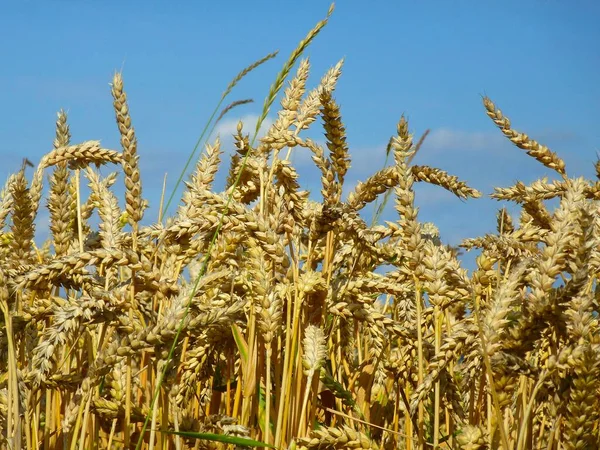 Tarlada Olgun Buğday Kulakları Tahıl — Stok fotoğraf
