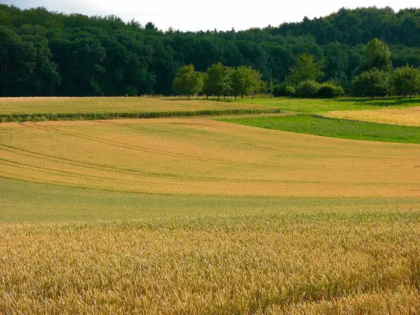Зерновые Поля Краю Леса — стоковое фото