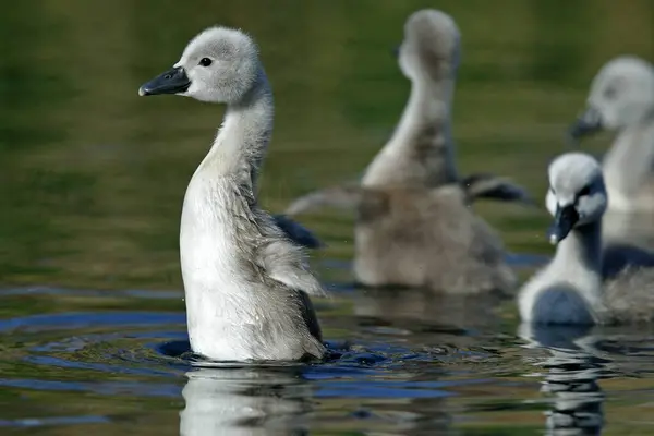 Vahşi Doğadaki Dilsiz Kuğular Vahşi Yaşam Fotoğrafçılığı — Stok fotoğraf
