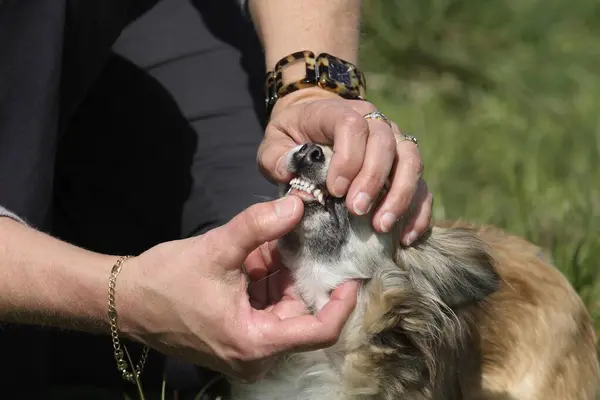 Woman lifts the lips of the longhaired Chihuahua and you can see the dog\'s teeth