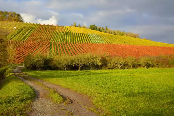 Sonbaharda Ochsenbach Yakınlarında Şarap Manzarası Yazmıştı — Stok fotoğraf
