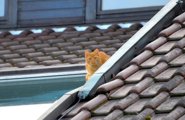 Vörös Macska Ház Tetején Közelkép — Stock Fotó