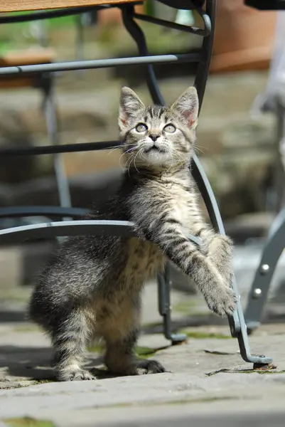 Mladé Domácí Koťátko Tabby Stojící Vzpřímeně Zahradního Křesla Koťátko Nerodokmen — Stock fotografie