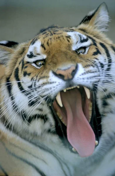 Tygrys Bengalski Panthera Tigris Tigris Tygrys Bengalski Tygrys Bengalski Dame — Zdjęcie stockowe