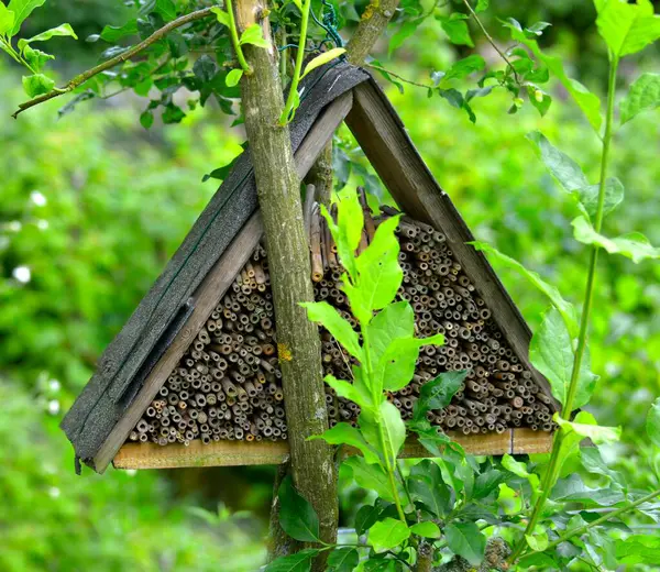 Natuur Tuin Insectenhuis Tuin — Stockfoto