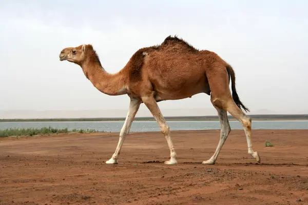サハラのメルツーガ近くの一時的な砂漠湖デイセットスリのドロメドリー モロッコ — ストック写真