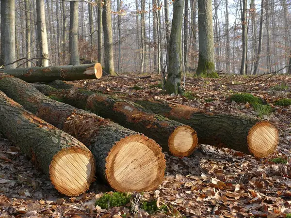 Upadłe Pnie Drzew Lesie Kłody Pierścienie Roczne — Zdjęcie stockowe
