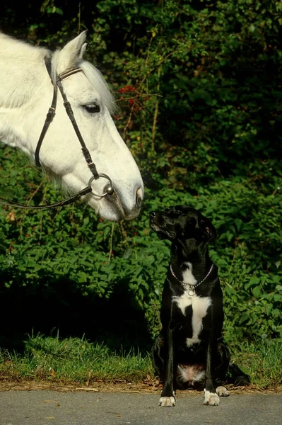 Close-up view of Dog with horse