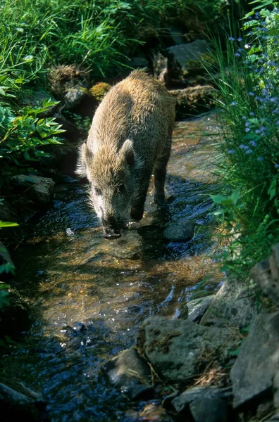 Fresh Boar Wild Boar Sus Scrofa Mon — Stock Photo, Image