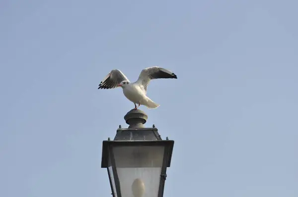 Emilia Romagna Italian Adriatic Sea Cervia Seagull Departure Seagull Taking — Stock Photo, Image