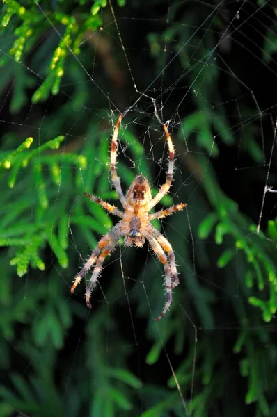Evropský Zahradní Pavouk Araneus Diadematus Webu Švýcarsko Evropa — Stock fotografie