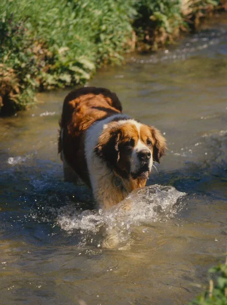 Bernard Water Bernard Dog Fci Standard — Stock Photo, Image