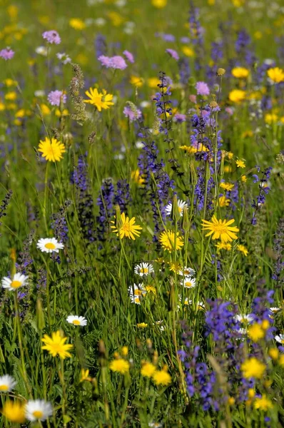 Kolorowe Kwiaty Łące — Zdjęcie stockowe
