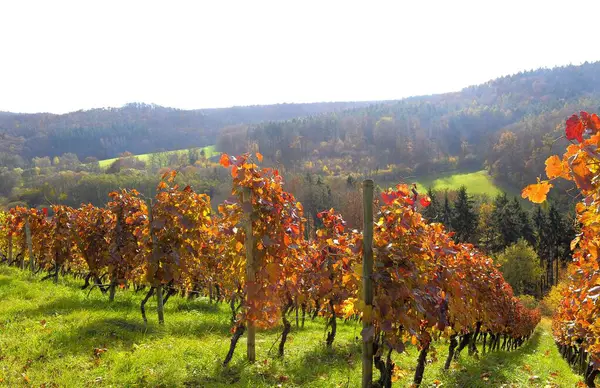 Vinha Colorida Outono Perto Oberderdingen Vinhas Brancas Coloridas Nevoeiro Floresta — Fotografia de Stock