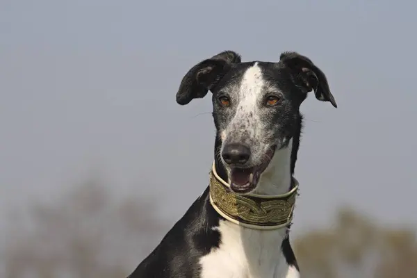 Greyhound Galgo Espanol Portret Hoofdschot — Stockfoto