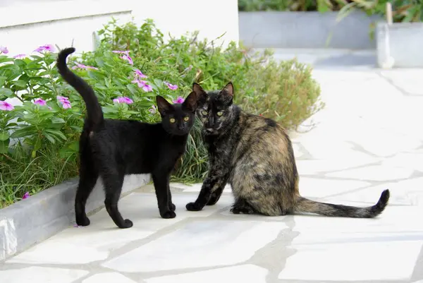 Młody Kociak Domowy Czarny Obok Matki Tortie Tinos Island Cyklady — Zdjęcie stockowe