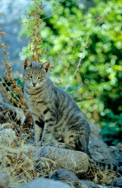 Tabby Cat Tabby Kitten Spiegel Sitzt Auf Steinfelsen — Stockfoto