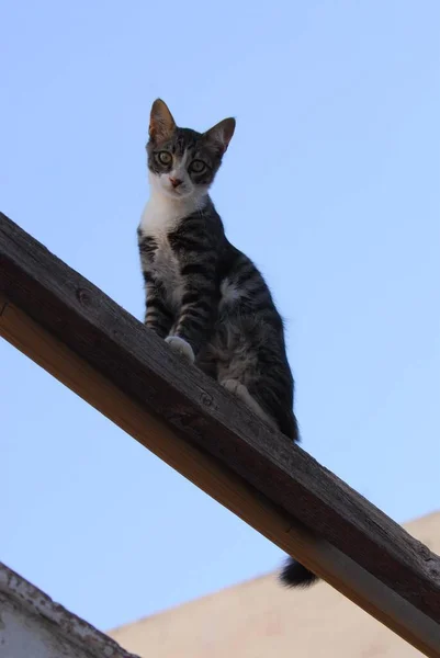 Joven Gato Doméstico Tabby Con Blanco Sentado Una Viga Madera —  Fotos de Stock