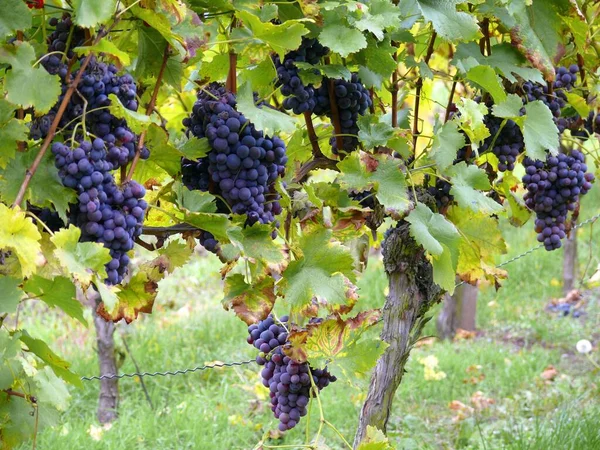 Rijpe Rode Druiven Wijnstok — Stockfoto