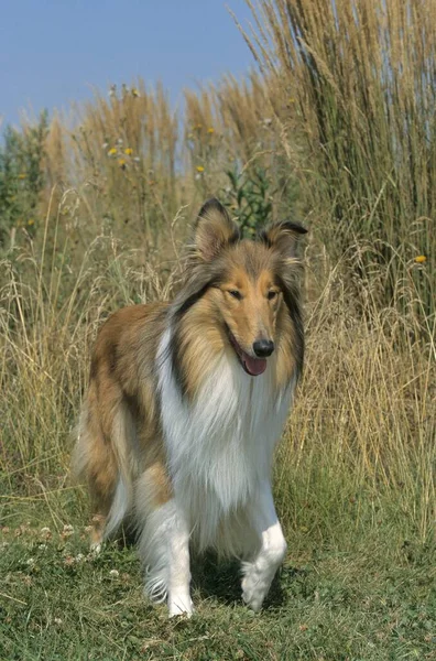 Collie Outdoors Fci Standard 156 Collie Rough Longhaired Scottish Sheepdog — 图库照片