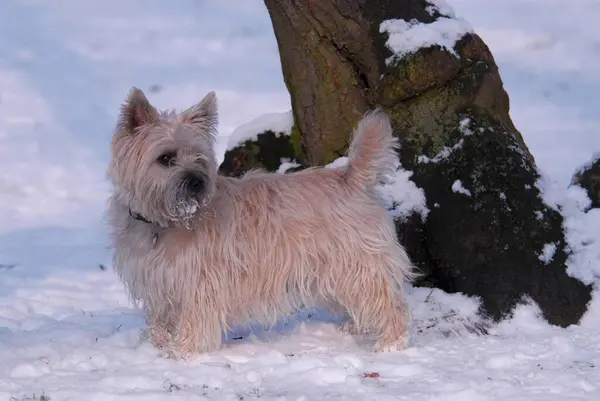Cairn Terrier Bitch Dog Run Running Play Snow Winter Snowy — ストック写真