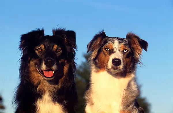 Vista Perto Dois Cães Pastores Australianos — Fotografia de Stock