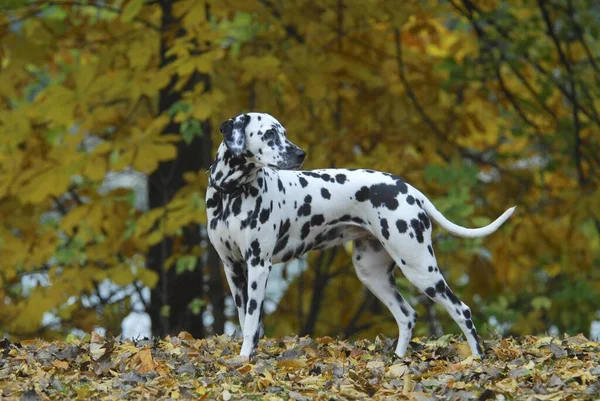Dalmatian standing in front of a chestnut tree with autumnal leaves, FCI Standard No. 153, 6. 3, dalmatian, standing iin front of a chestnut tree with autumnal leaves