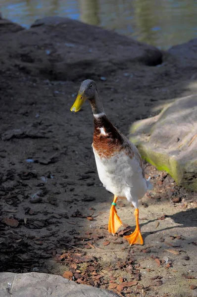 Yaban Ördekleri Vahşi Doğada Gündüz Kuşları — Stok fotoğraf